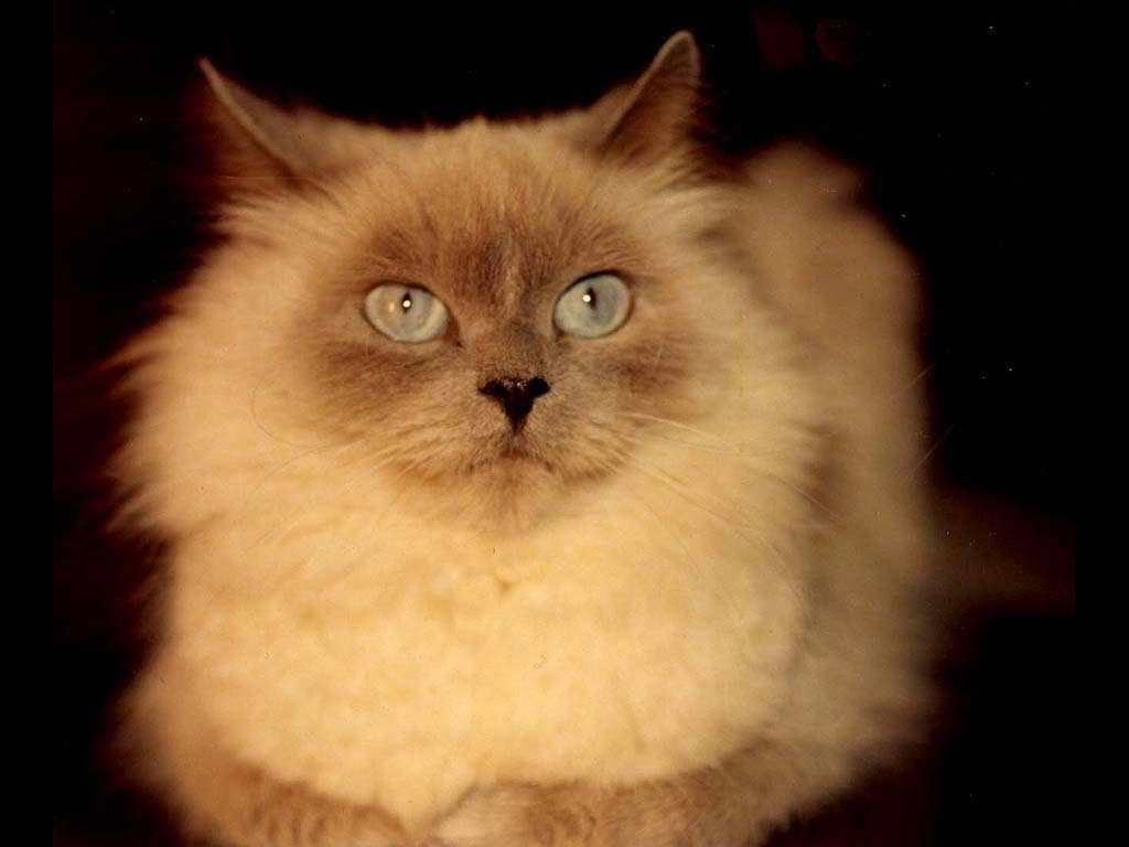 Gatti (50)